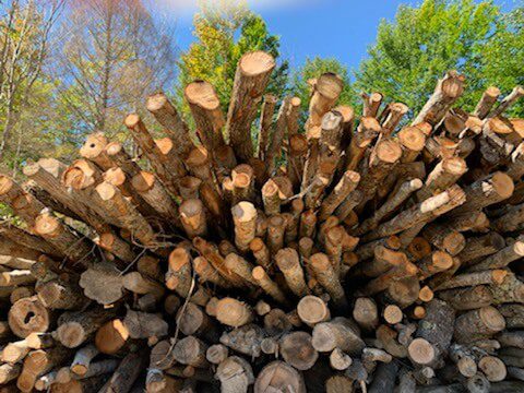 5 Reasons Why Smart Mainers Always Use Seasoned Firewood for Home Heating